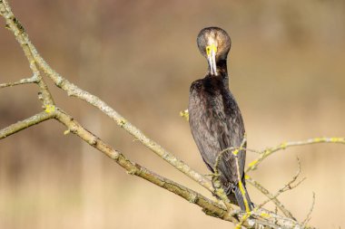 Avını arayan bir karabatağa yakın çekim