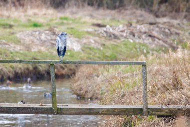 Küçük bir balıkçıl bir köprüde duruyor ve avını arıyor. 