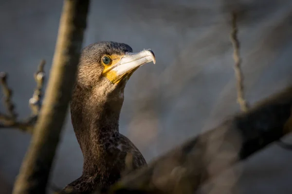 Zblízka Kormorána Hledajícího Kořist — Stock fotografie