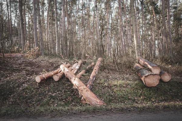 Čerstvě Pokácené Stromy Leží Vedle Cesty Vedoucí Lesem — Stock fotografie