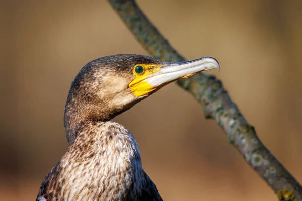 Close Cormorant Looking Prey — Stock Photo, Image
