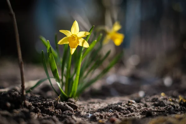 Eine Nahaufnahme Einer Kleinen Narzisse Frühling — Stockfoto