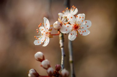 Erik ağacının güzel beyaz çiçeği.