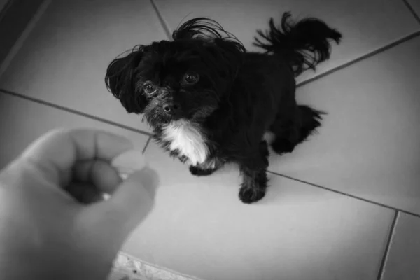 Ein Kleiner Süßer Bolonka Hund Betrachtet Das Futter Das Ihm — Stockfoto