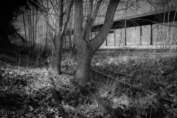 Tree Trunks Grow Disused Railroad Track — Stock Photo, Image