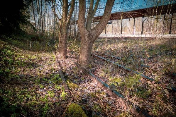 Κορμοί Δέντρων Αναπτύσσονται Μια Εγκαταλελειμμένη Σιδηροδρομική Γραμμή — Φωτογραφία Αρχείου
