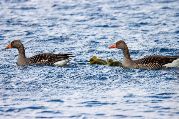 Uma Família Gansos Nada Lago Com Suas Crias Recém Eclodidas — Fotografia de Stock