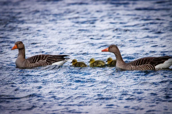Rodzina Gęsi Pływa Jeziorze Własnie Wyklutymi Pisklętami — Zdjęcie stockowe