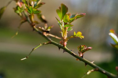 Taze filizler dikenli bir dalda yetişir.