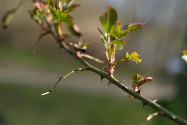 Färska Skott Växa Taggig Gren — Stockfoto