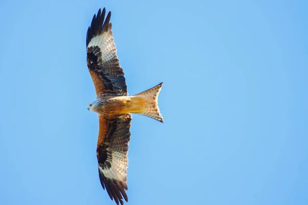 Ein Drachen Fliegt Den Blauen Himmel — Stockfoto