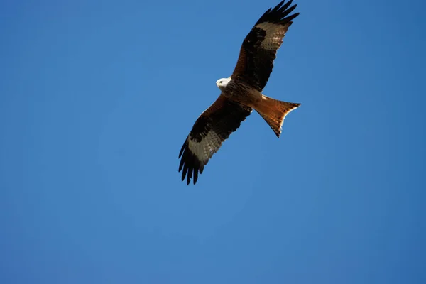 Cerf Volant Vole Dans Ciel Bleu — Photo