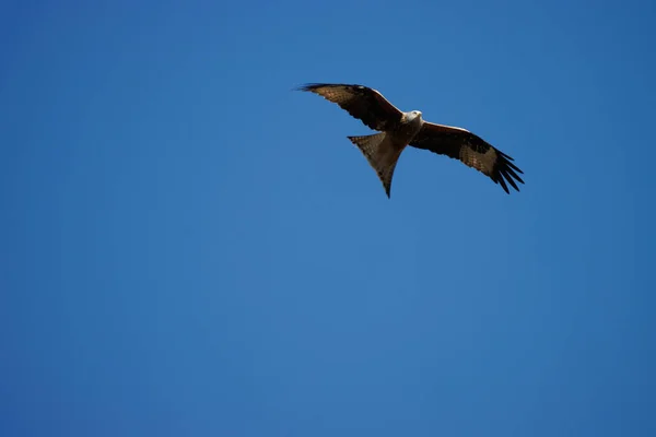 Cerf Volant Vole Dans Ciel Bleu — Photo