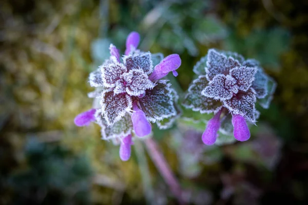 Close Deadnettle Covered Frost Stock Picture