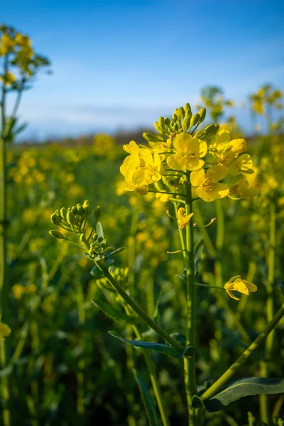 Close Yellow Rapeseed Flowers Field Spring — Zdjęcie stockowe