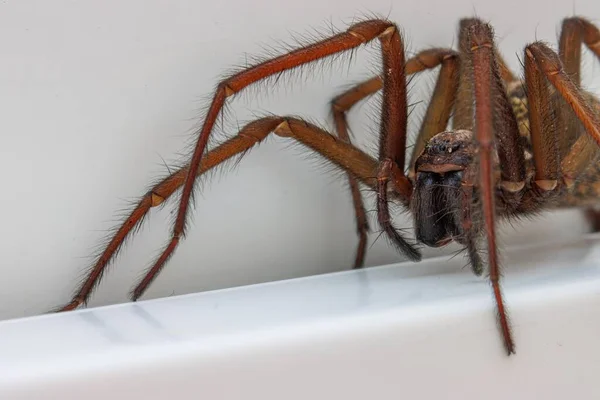 Close House Angle Spider — стоковое фото