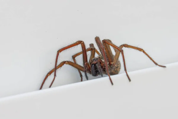 Close House Angle Spider — стоковое фото