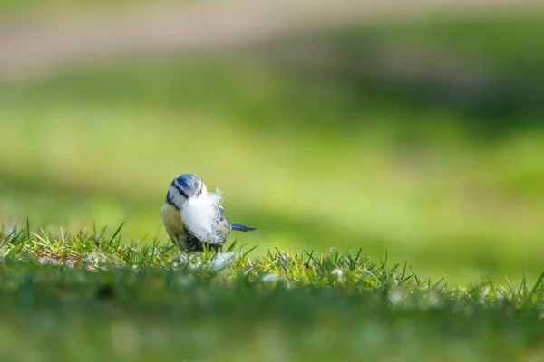 Blue Tit Collects Feathers Its Nest Building — Stok fotoğraf