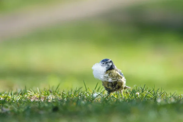 Blue Tit Collects Feathers Its Nest Building — Stock fotografie