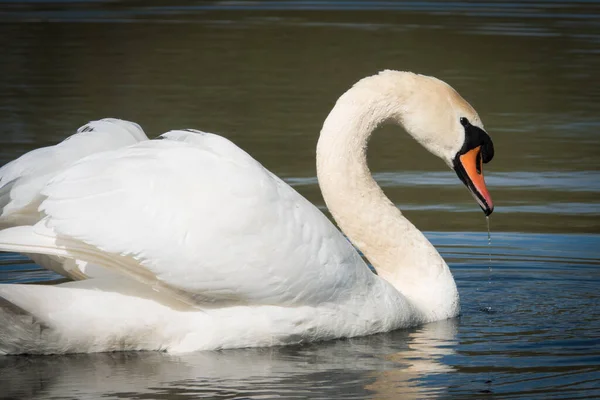 Portrait White Swan Lake — Stok Foto