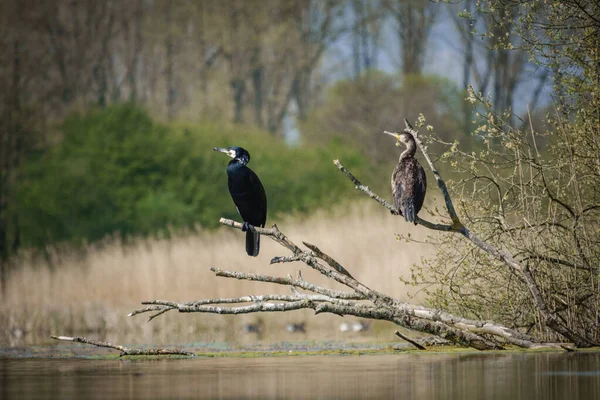 Two Cormorants Perch Branches Tree Close Lake — Stock Photo, Image