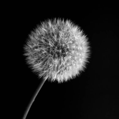 a close up of a dandelion against a black background in black and white