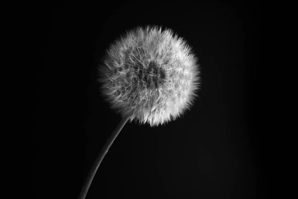 Close Dandelion Black Background Black White — Zdjęcie stockowe