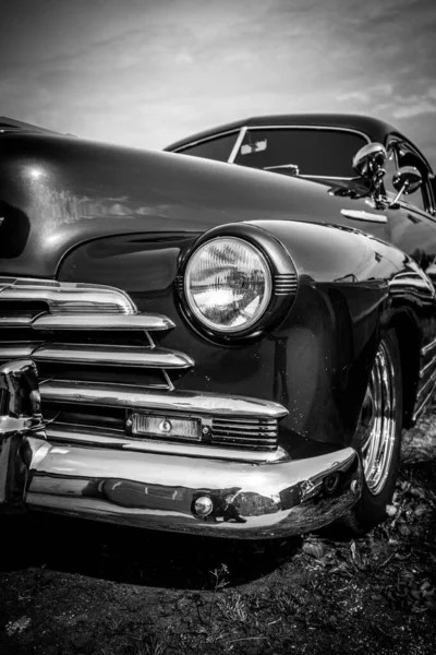 Siyah beyaz bir Amerikan kaslı atı.