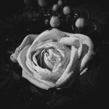 Su damlalarıyla ıslanmış bir gül çiçeğinin yakın çekimi.