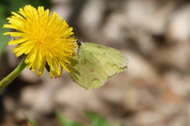 Bir limon kelebeği, sarı bir düğün çiçeği nektarı toplar.