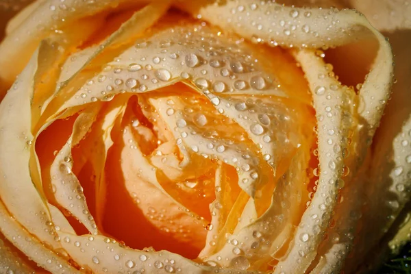 Close Rose Flower Wetted Water Drops — Stock Photo, Image