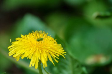 Küçük yeşil bir çekirge sarı bir karahindiba çiçeğinin üzerinde sürünür.
