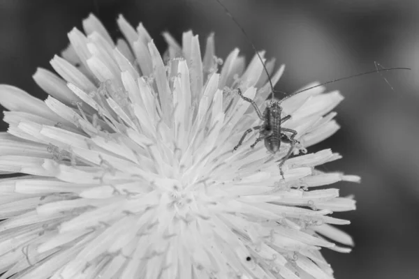 Tiny Green Grasshopper Crawls Yellow Dandelion Flower — Foto de Stock