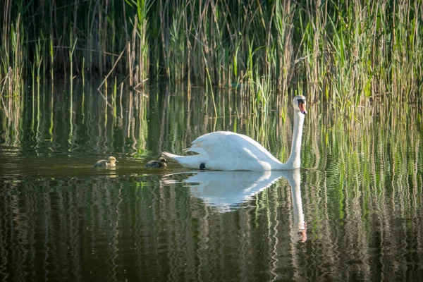 Swan Swims Its Little Chicks Lake — Φωτογραφία Αρχείου