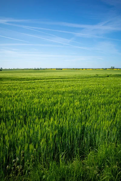 Green Corn Field Blue Sky May — Stock fotografie