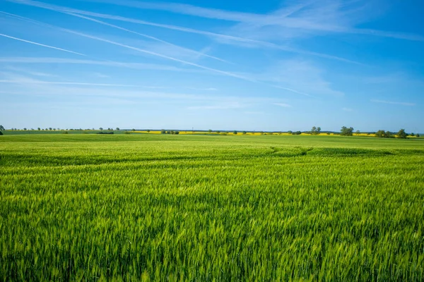 Green Corn Field Blue Sky May — Fotografia de Stock