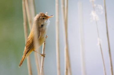 Sazlıkta oturan küçük bir sazlık bülbülü.