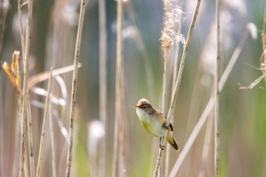 Sazlıkta oturan küçük bir sazlık bülbülü.