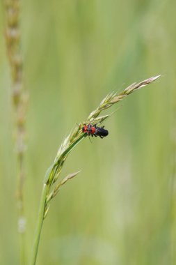 Çimlerin üzerinde çiftleşen iki yumuşak gövdeli böcek.