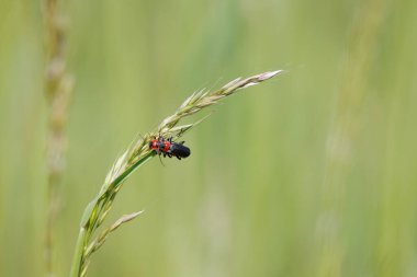 Çimlerin üzerinde çiftleşen iki yumuşak gövdeli böcek.