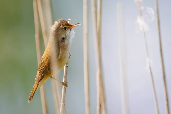 Uma Pequena Palheta Warbler Sentado Uma Cana — Fotografia de Stock