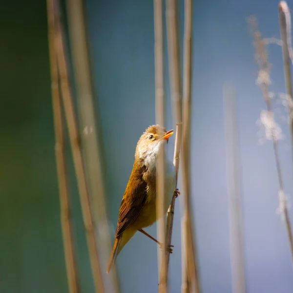 Small Reed Warbler Sitting Reed — Stock Photo, Image