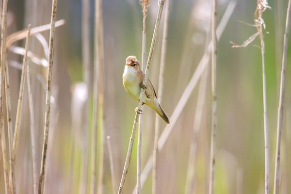 Une Petite Paruline Roseau Assise Sur Roseau — Photo