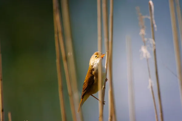 Small Reed Warbler Sitting Reed — Stock Photo, Image