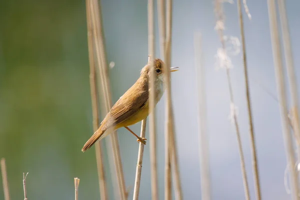 Small Reed Warbler Sitting Reed — Stock Photo, Image