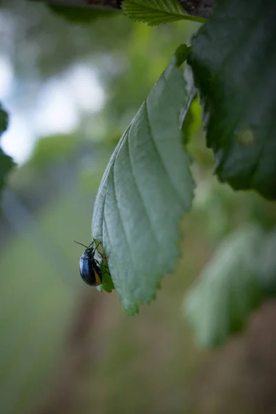 Escarabajo Hoja Aliso Azul Sienta Sobre Una Hoja Verde — Foto de Stock