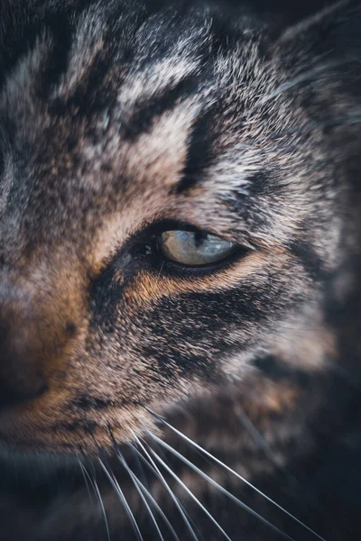 Eine Nahaufnahme Eines Auges Einer Grau Gestromten Hauskatze — Stockfoto