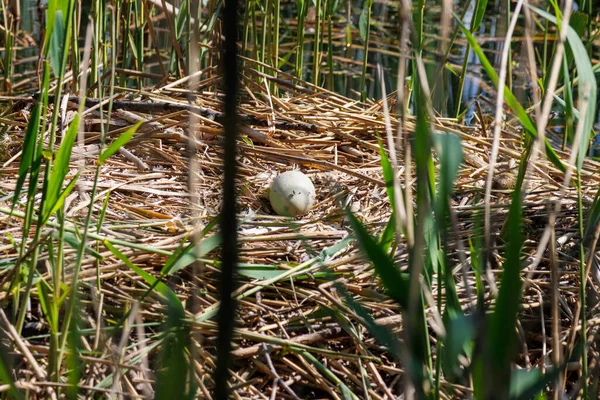 Dans Nid Cygne Trouve Œuf Cygne Laissé Derrière — Photo