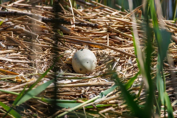 Dans Nid Cygne Trouve Œuf Cygne Laissé Derrière — Photo