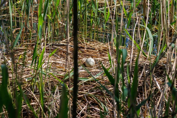 Kuğu Yuvasında Bir Kuğu Yumurtası Yatıyor — Stok fotoğraf